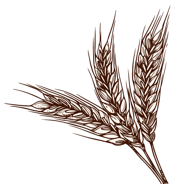 Production de céréales à la ferme de la forêt du brame à Mainzac