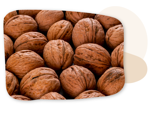 Production de noix à la ferme de la forêt du brame à Mainzac