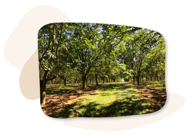 Les 2 Noix'elles à Mainzac production à la ferme de produits à base de noix